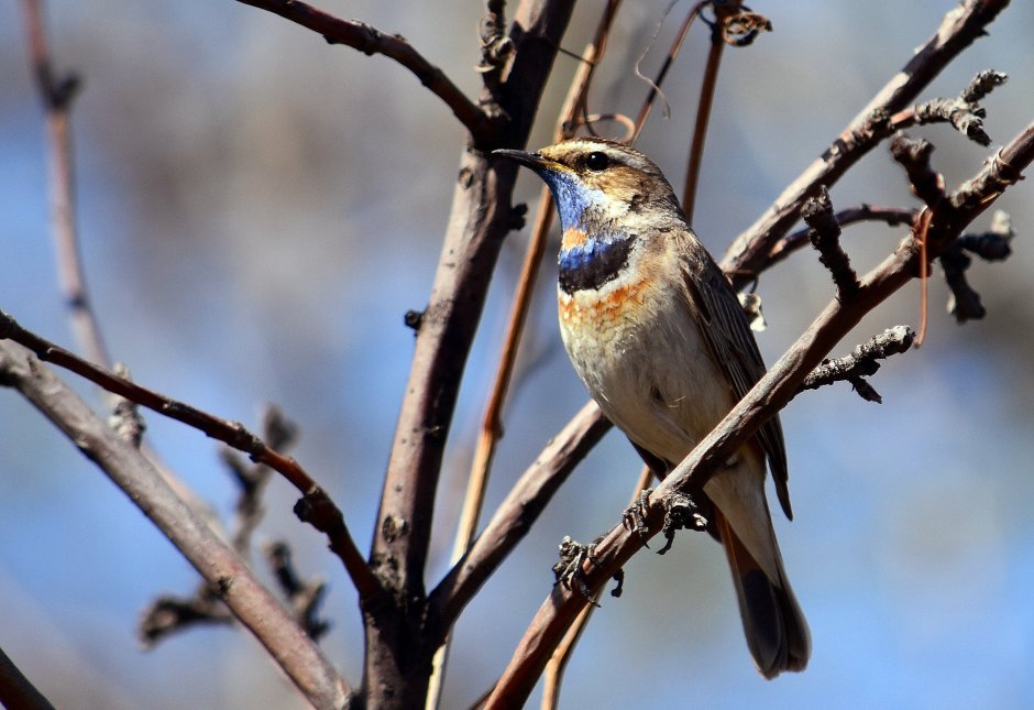 Malinovka птица Robin