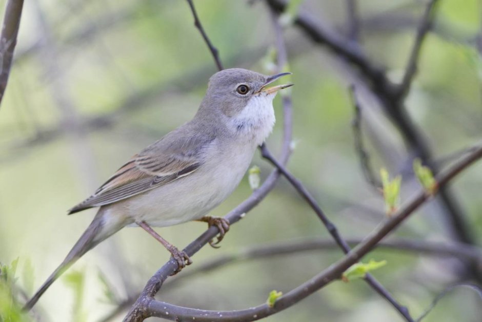 Мухоловка горихвостка птица