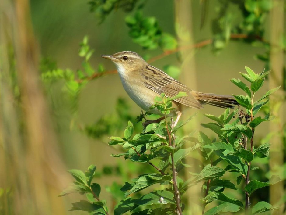 Дрозд деряба рябинник