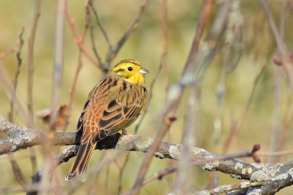 Оранжевогрудый овсянковый Кардинал