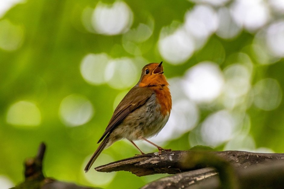 Певчий Дрозд и белобровик