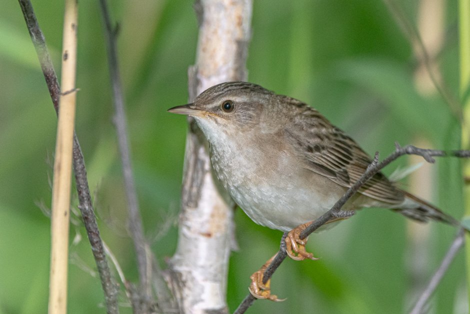 Щегол самка