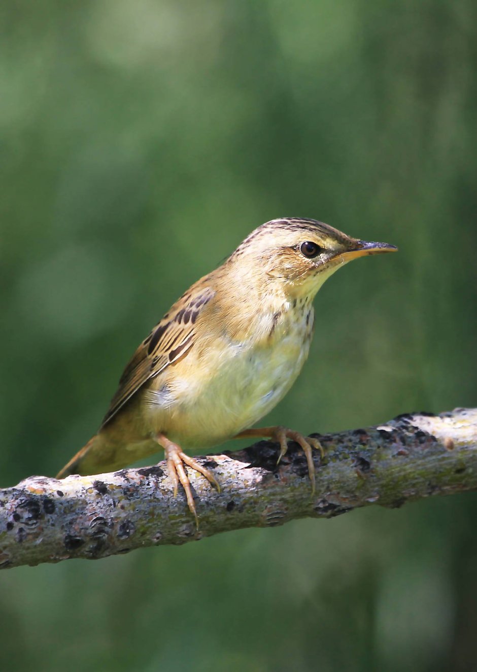 Соловей Коноплянка