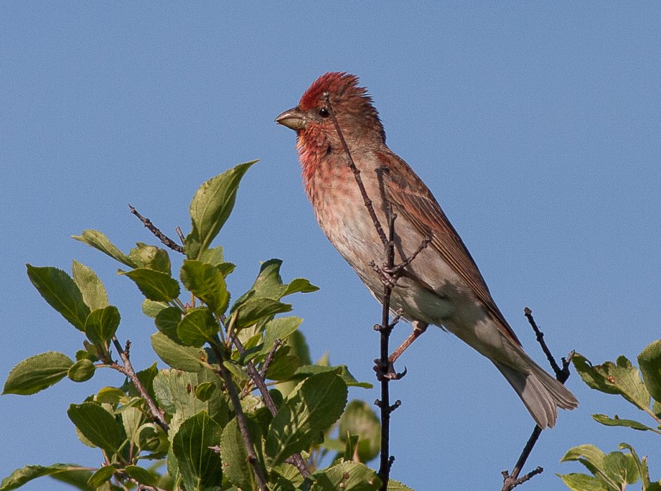 Певчие птицы Алтайского края