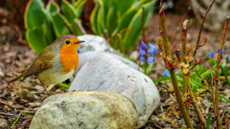 Певчие птицы Алтая