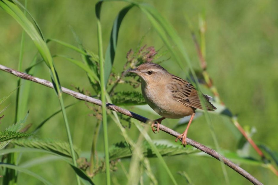 Гульдовой Зяблик