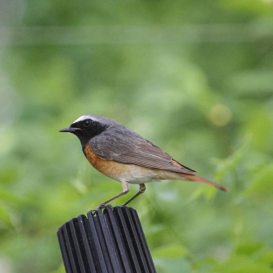 Обыкновенная горихвостка лысушка