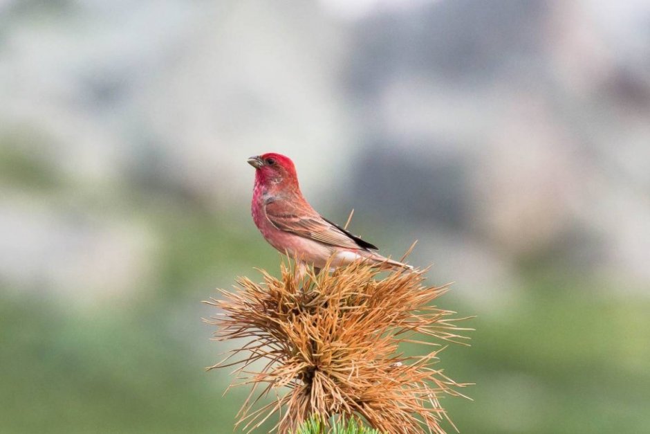 Орнитофауна Алтайский заповедник