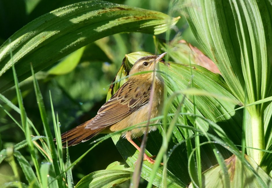 Зарянка горихвостка