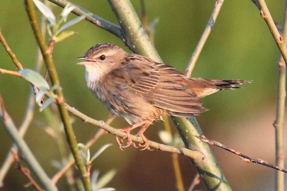 Чечевица обыкновенная птица