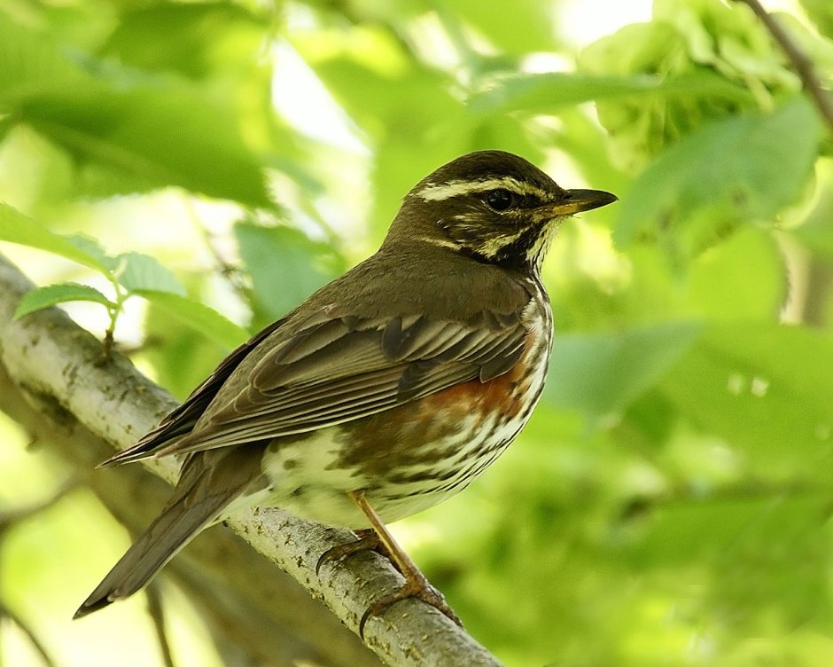 Певчие птицы Зяблик
