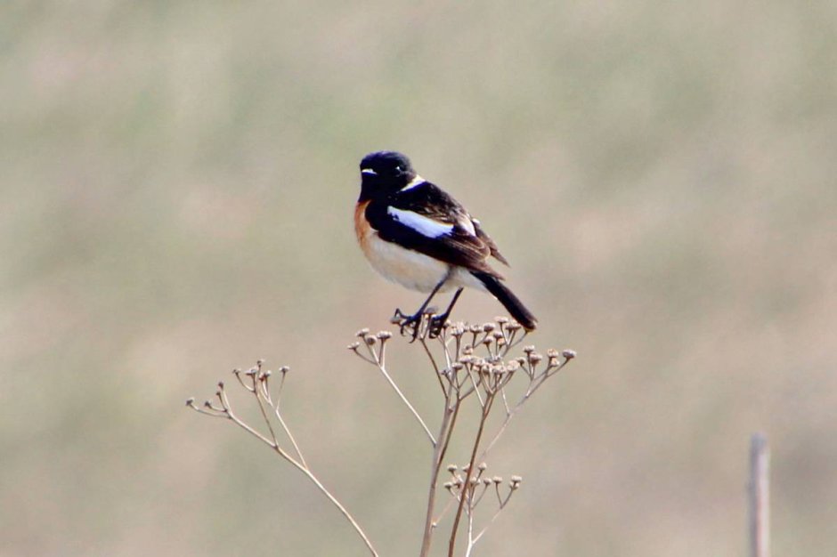 Черноголовый чекан Алтайский край