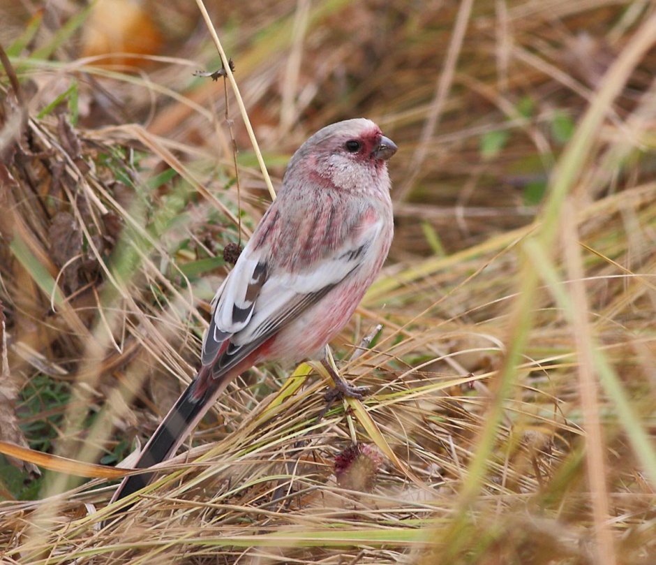 Алтайский заповедник певчий Дрозд