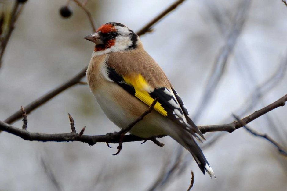 Locustella certhiola