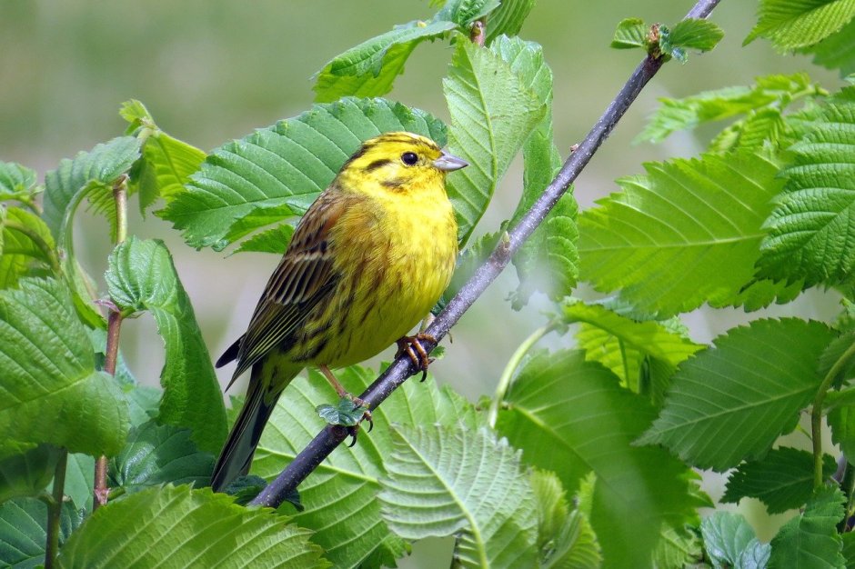 Emberiza citrinella
