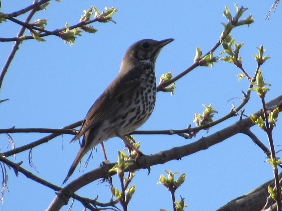 Певчий сверчок (Locustella certhiola). Птицы Сибири.