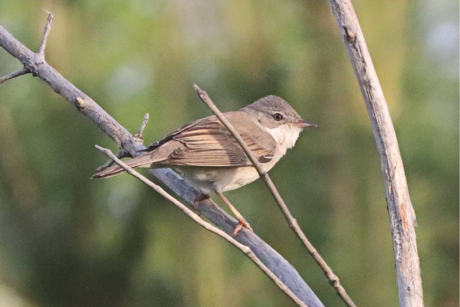 Обыкновенная Иволга