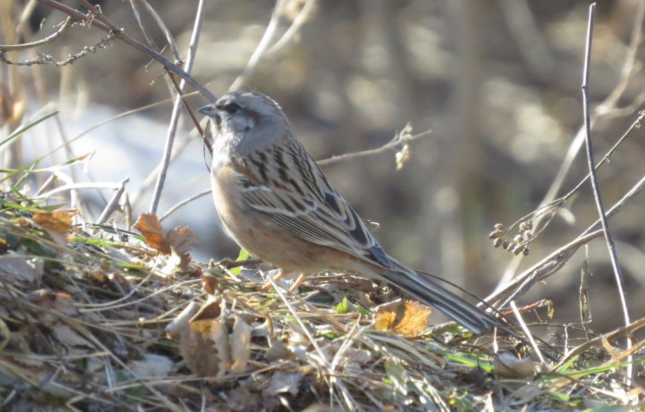 Птицы Алтайского края