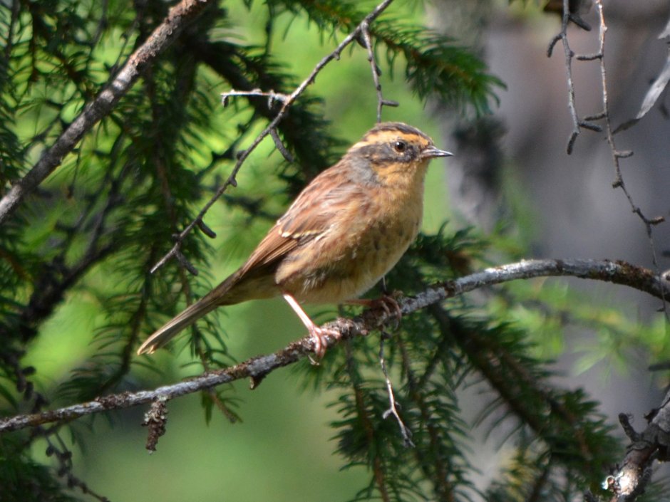 Мухоловки птицы Подмосковья