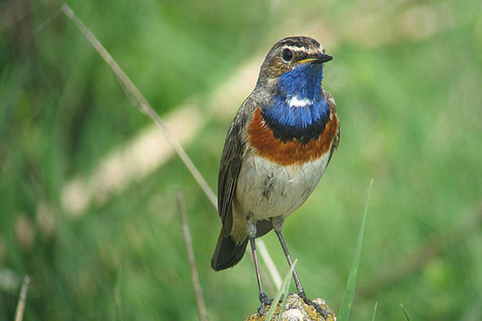 Зяблик fringilla COELEBS гнездо