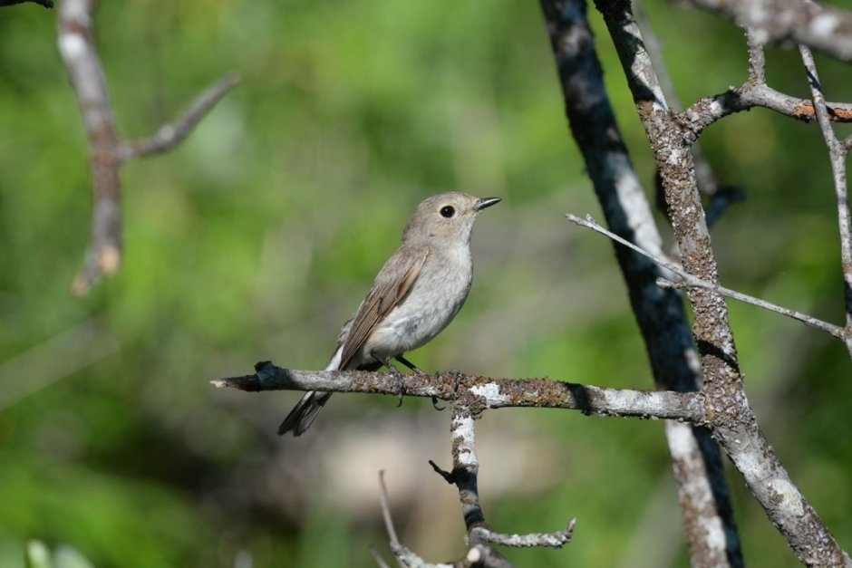 Отряд воробьиных желтогрудка