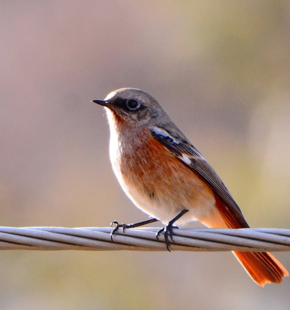 Копетдагский Зяблик