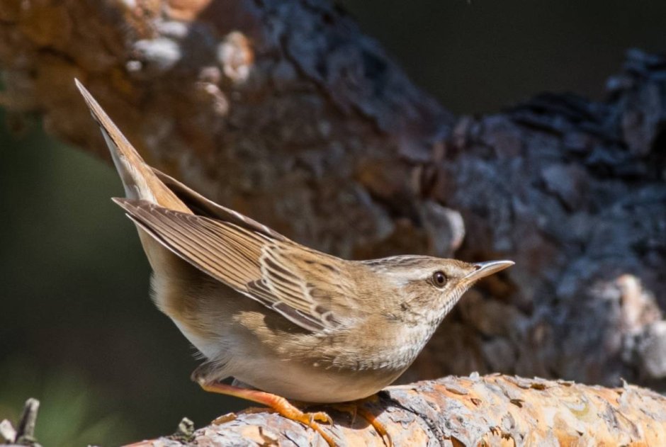 Шафранногрудый горихвостковый певун
