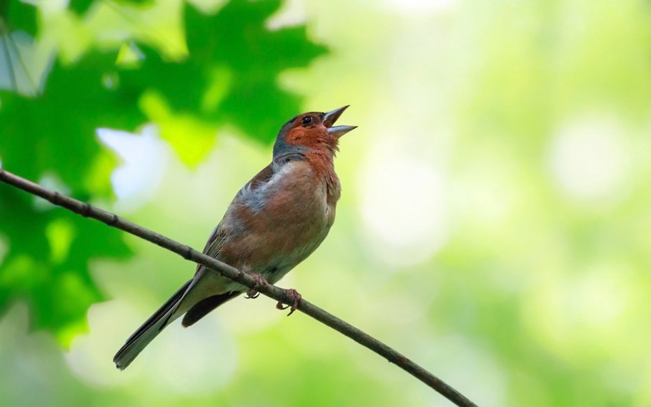 Сибирская чечевица Carpodacus roseus