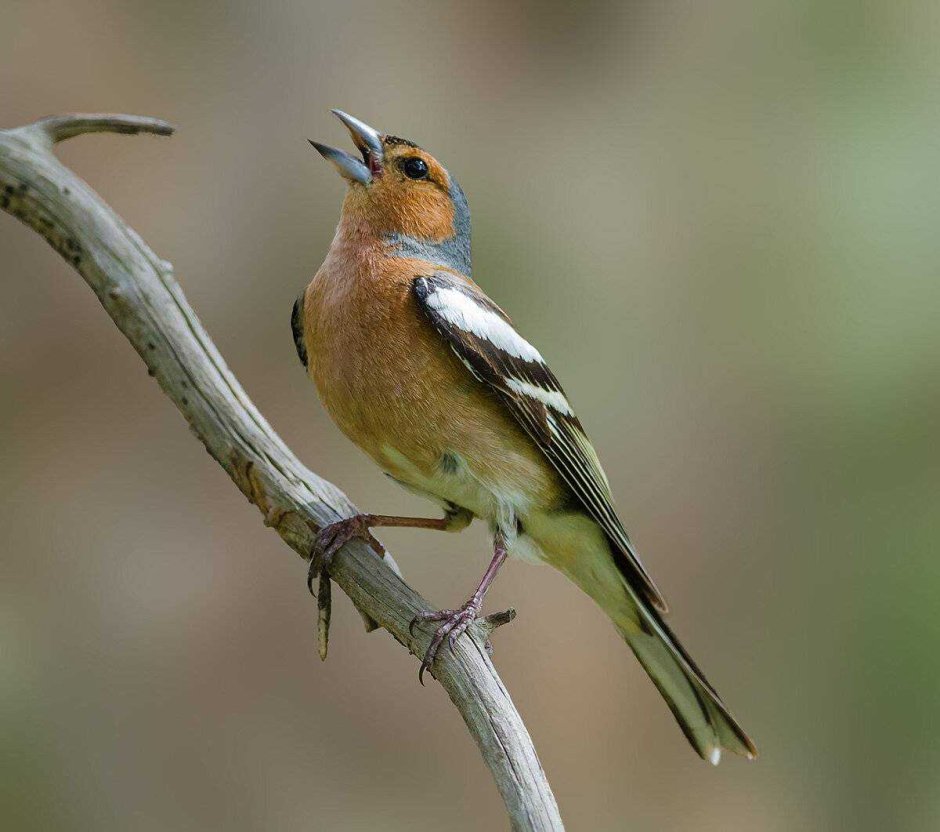 Певчий сверчок Locustella certhiola Pallas