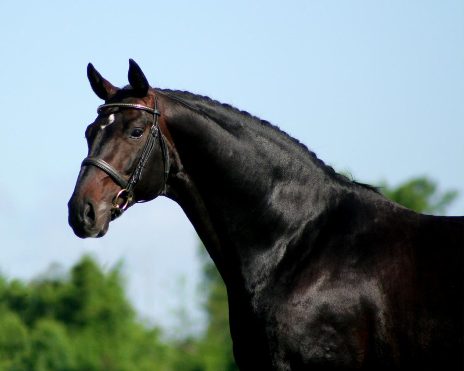 Hanoverian Breed