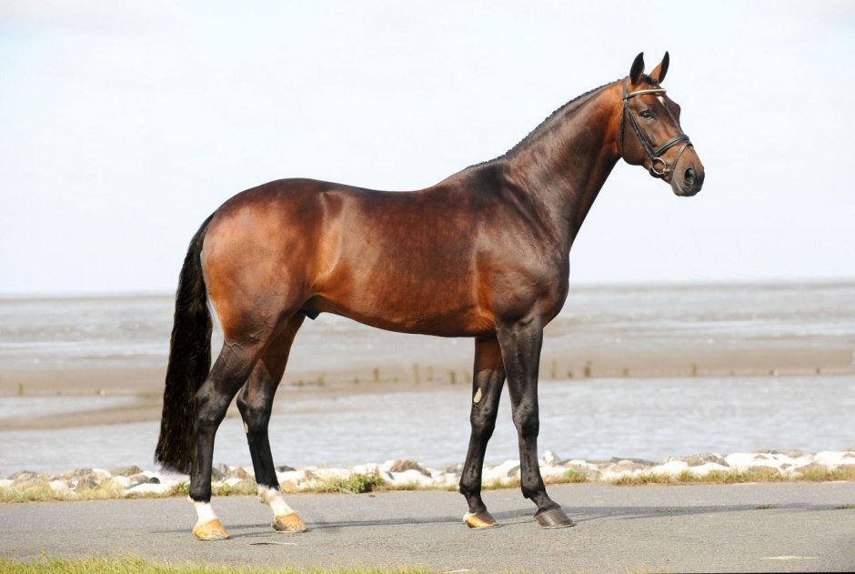 Hanoverian Stallion