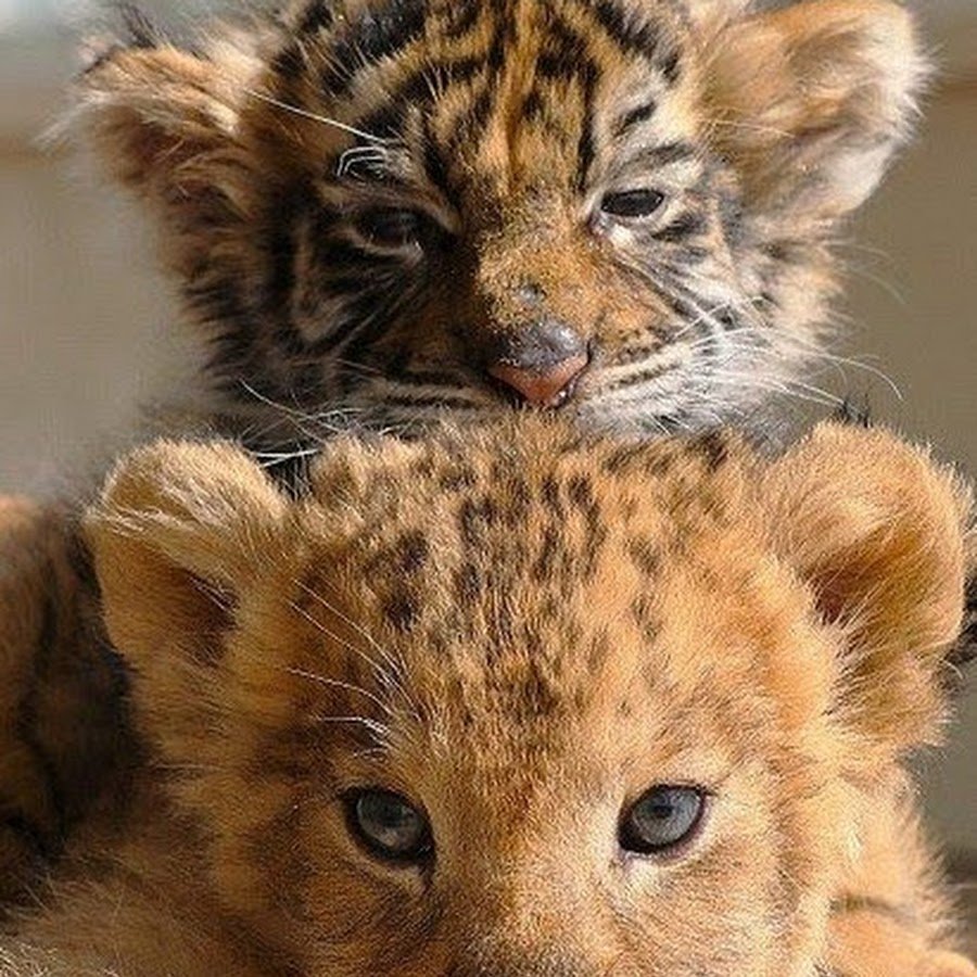 Маленькие тигрята и львята