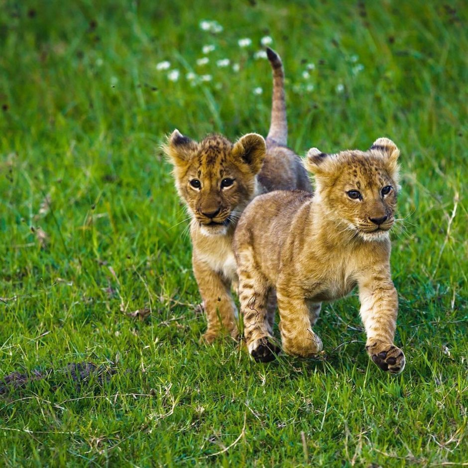 Домашние львята