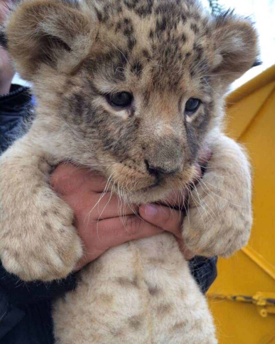Маленький Львенок домашний