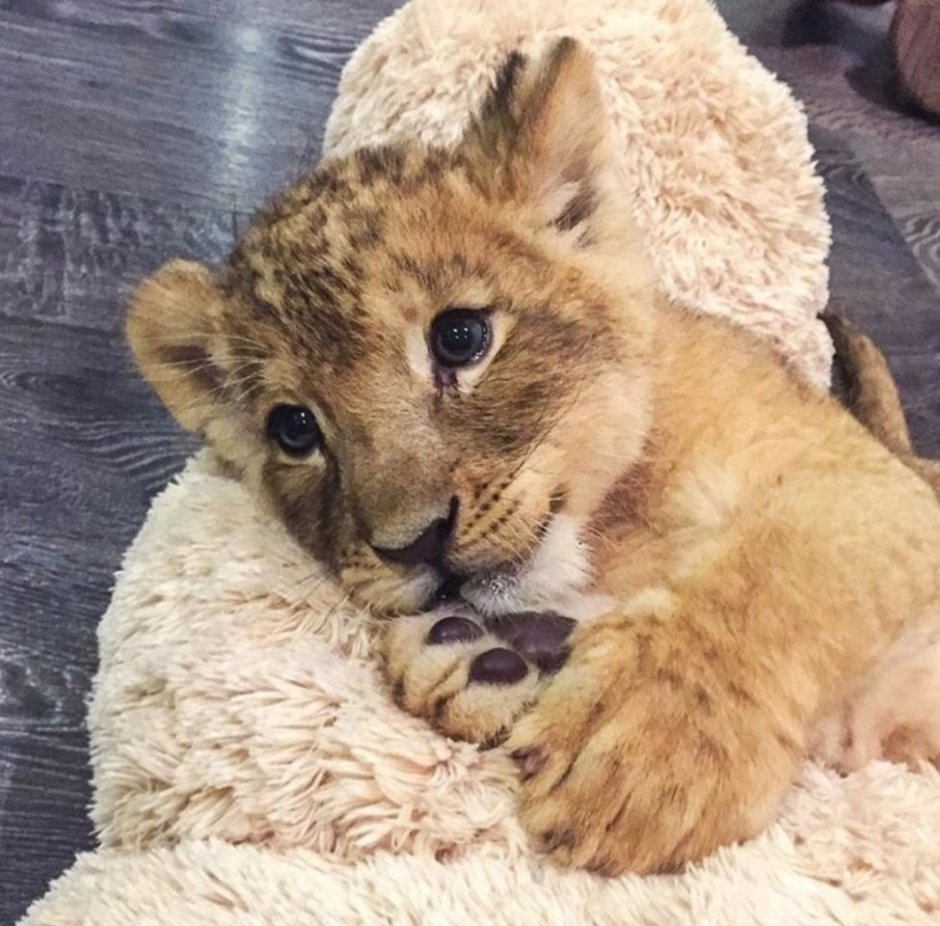 Львята и тигрята