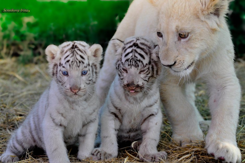 Львята и тигрята