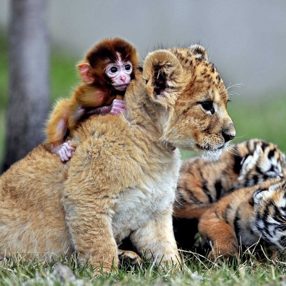 Маленькие тигрята и львята
