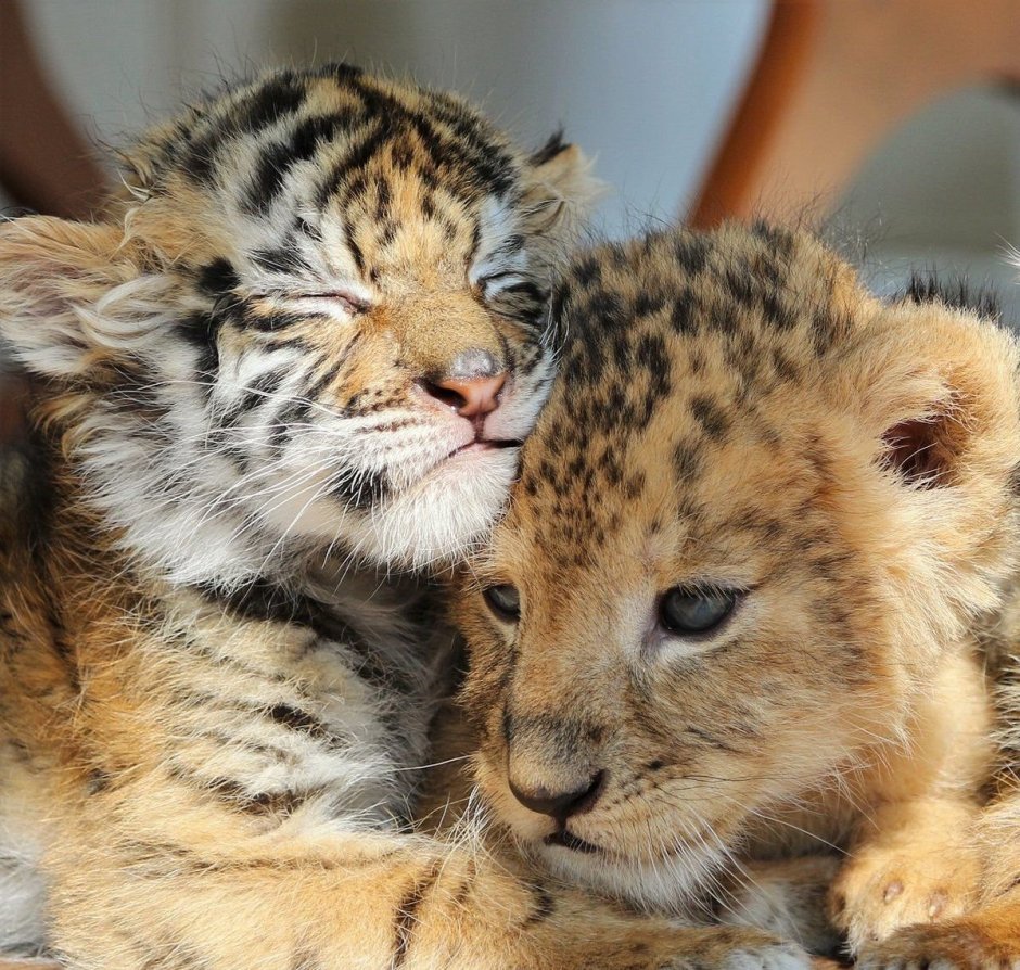 Лев львица львята Тигренок тигр