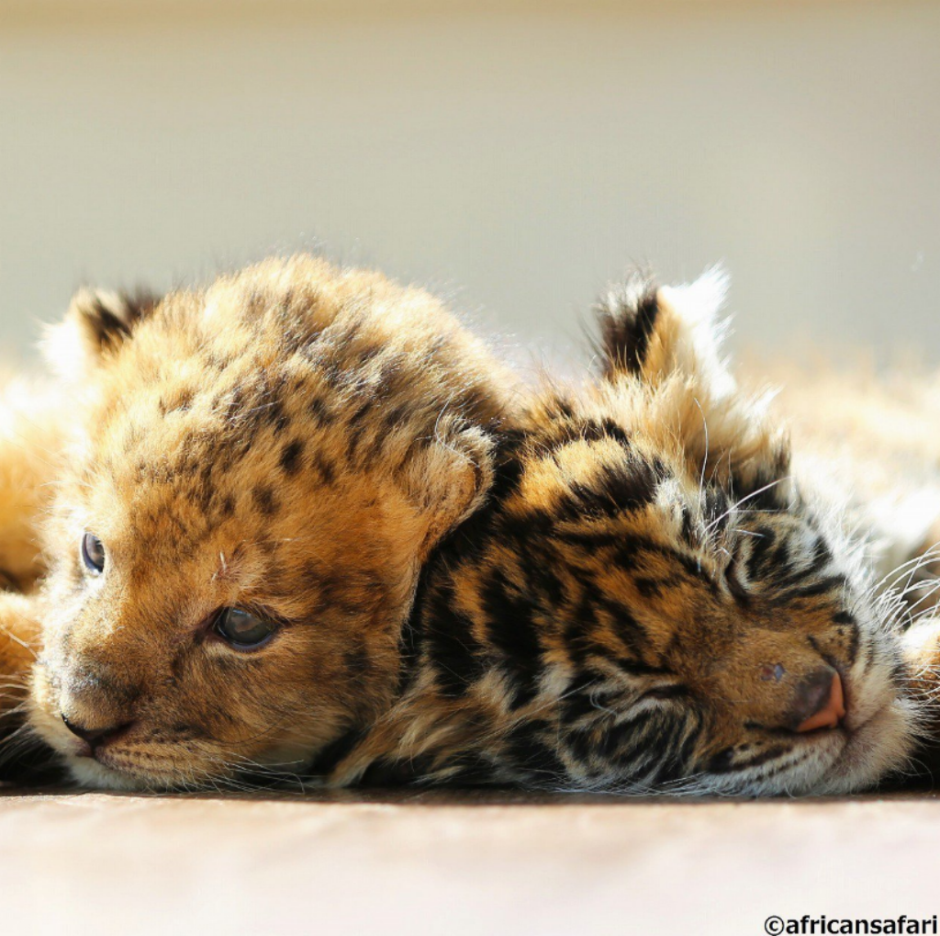 Львята и тигрята