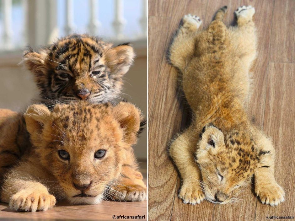 Львята и тигрята