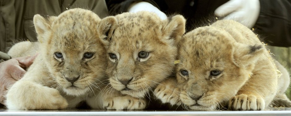 Львица усыновила тигренка