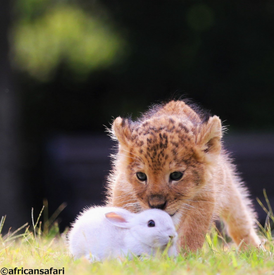 Маленький Лев