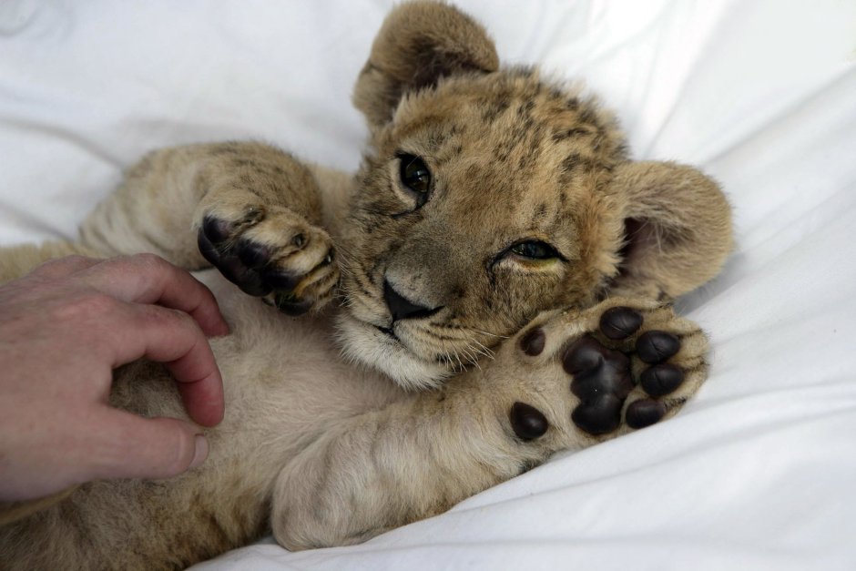 Маленькие тигрята и львята