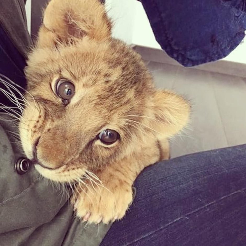 Лев львица львята Тигренок тигр