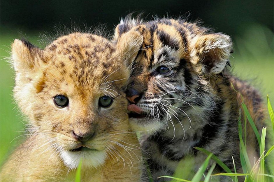 Забавные львята