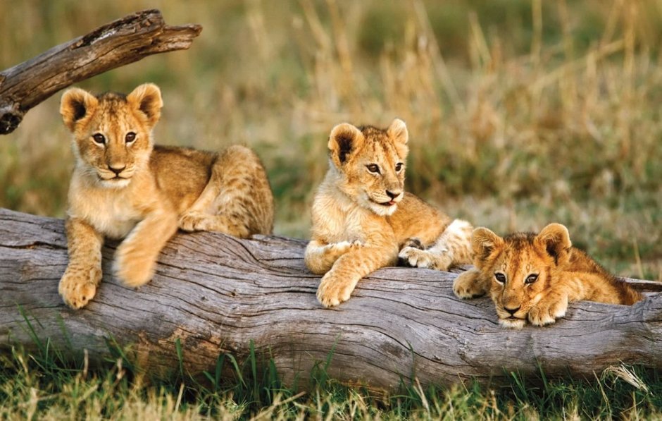 Тайган сафари парк Олег Зубков