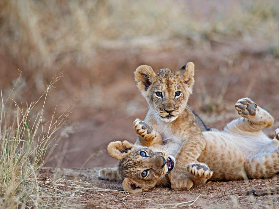 Красивый Львенок