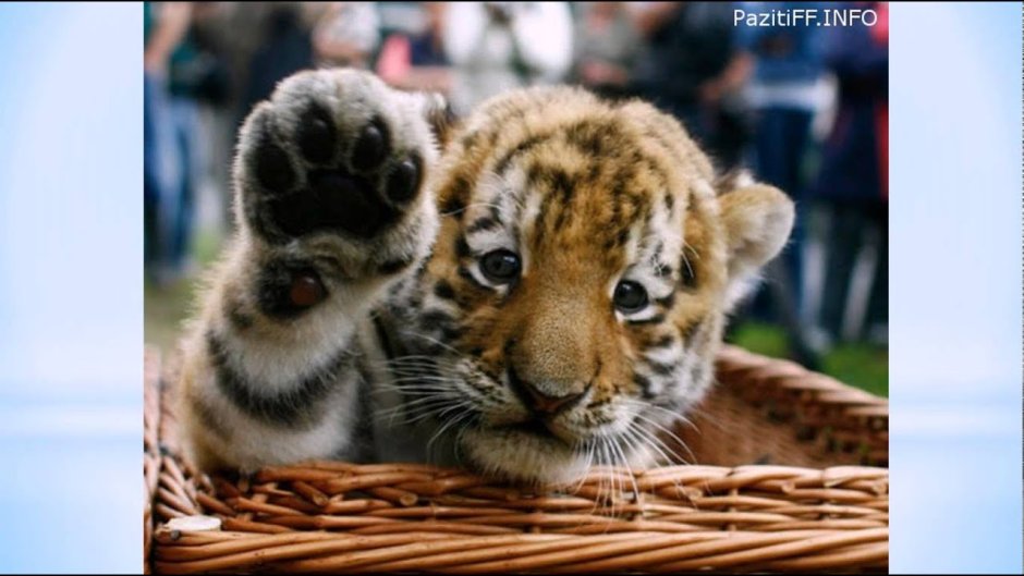 Львята и тигрята