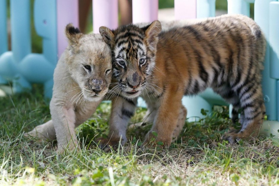 Львята и тигрята и гепардята