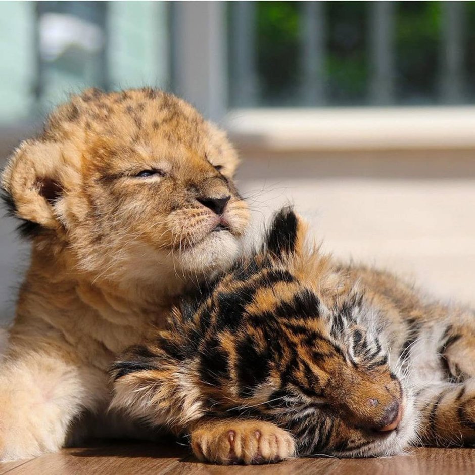 Маленький Львенок